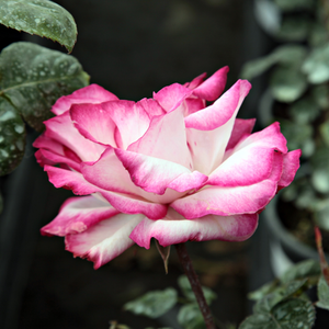Alb cu marginea petalelor roz - trandafir teahibrid